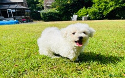 Bichon Frise dogs for sale: Beautiful Bichon Frise puppies - Image 4