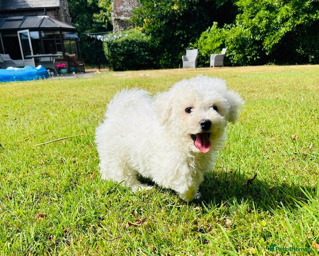Bichon Frise dogs for sale: Beautiful Bichon Frise puppies - Image 4