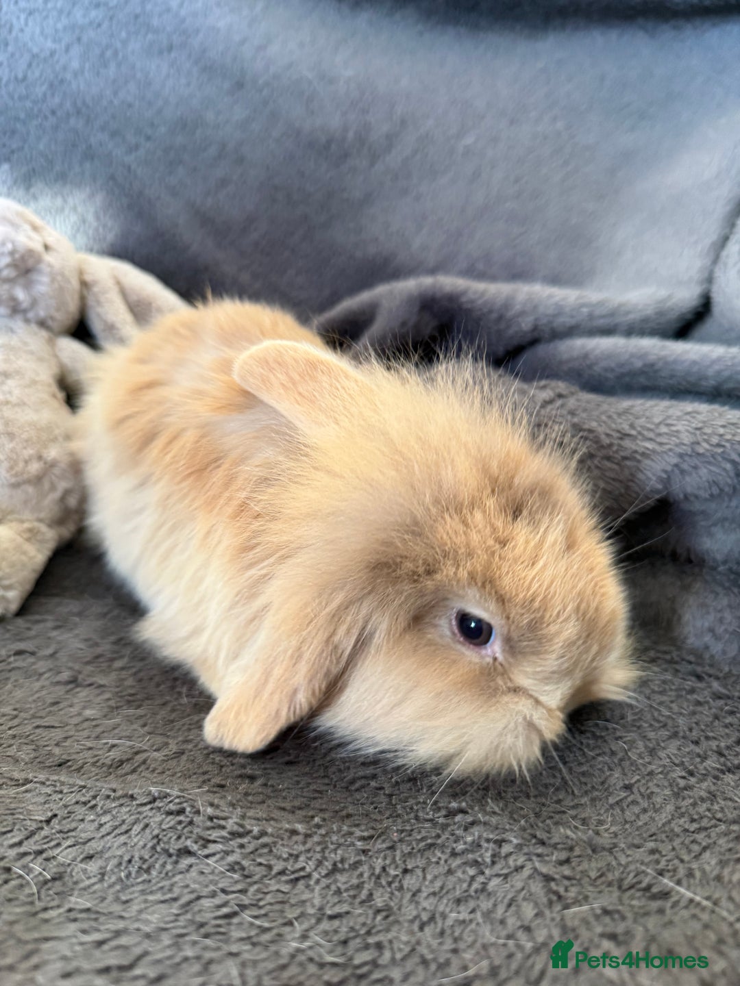 Mixed Breed rabbits for sale: Beautiful friendly baby bunnies ready in 4 weeks  - Advert 13