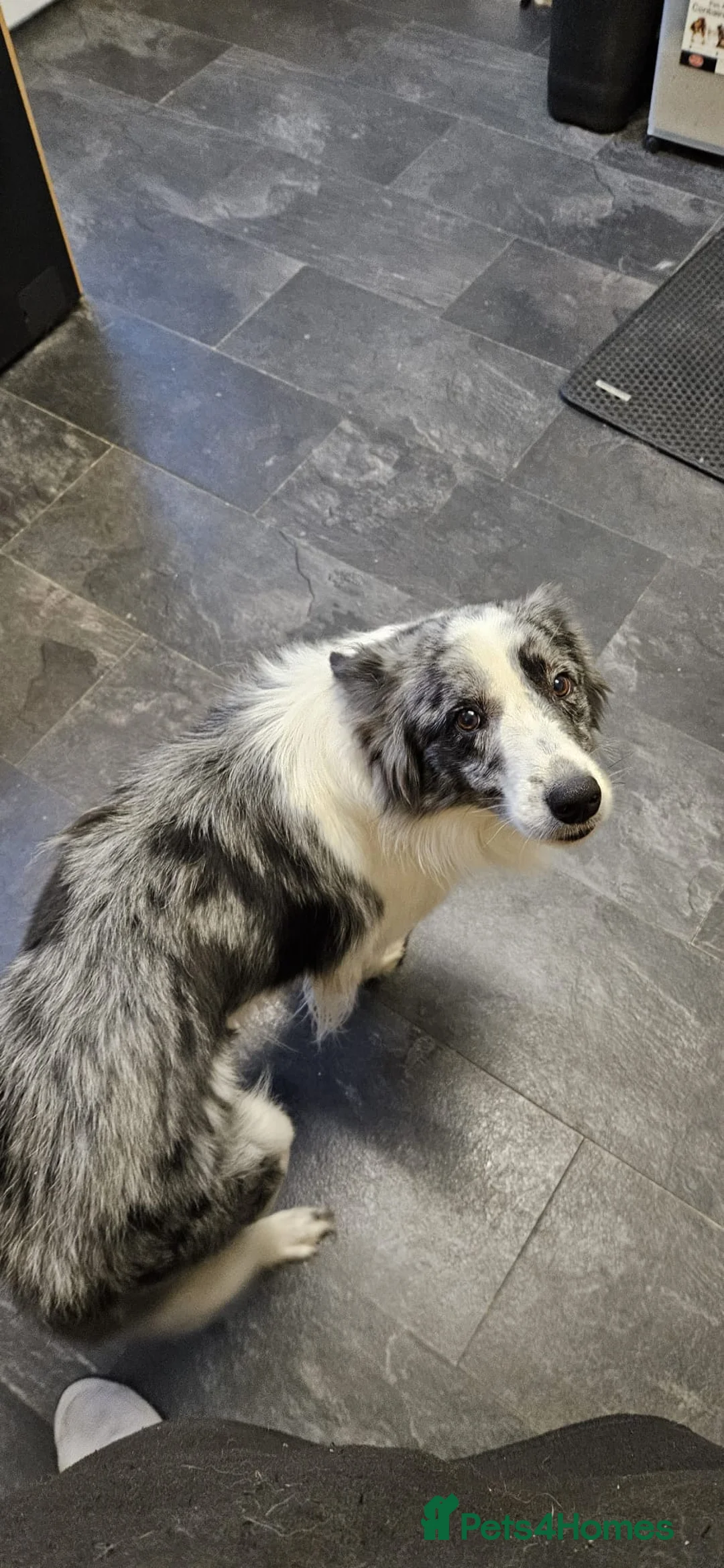 Border Collie dogs for sale: Beautiful border collie - Advert 2