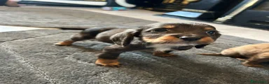 Cocker Spaniel 1