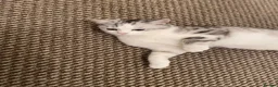 Mixed Breed cats for sale: Persian Chinchilla x British Shorthair – Milo  - Advert 9