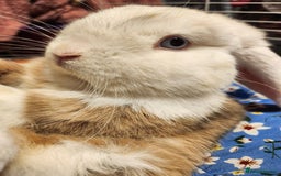 English Lop rabbits for sale: Gorgeous bucket lop ear male friendly blue eyes  - Image 1