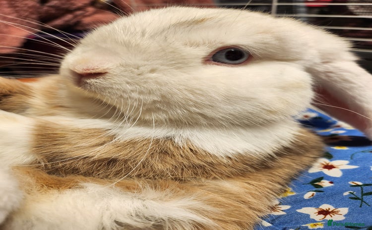 English Lop rabbits for sale - Advert 2