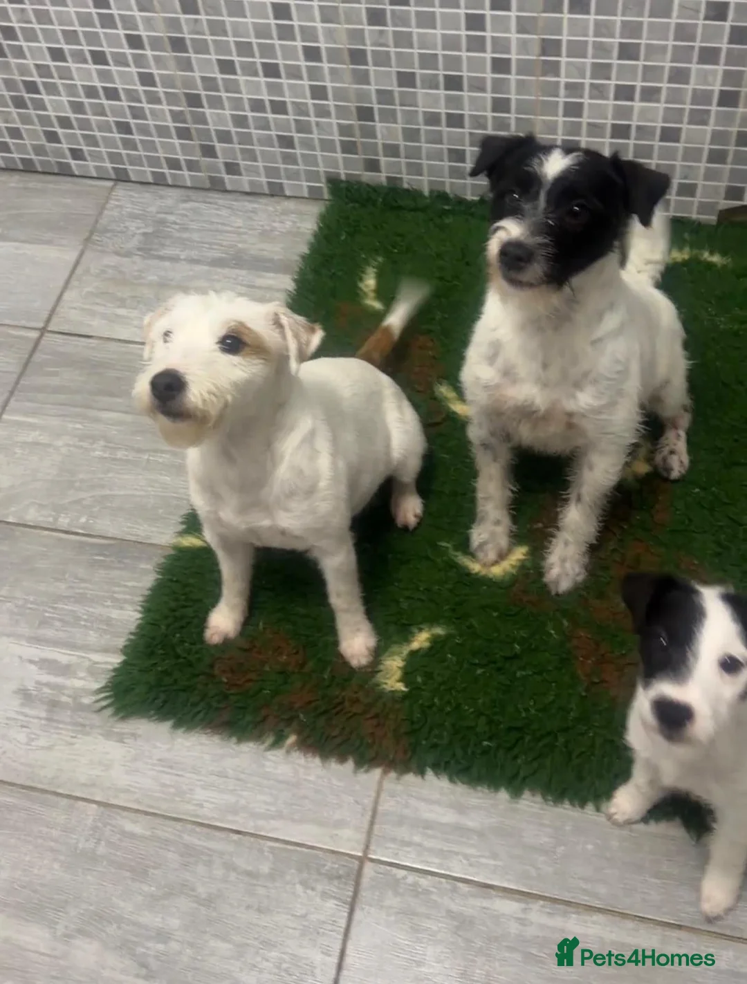 Parson Russell dogs for sale: Parson Pup - Advert 2