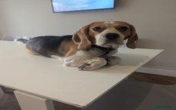 Beagle dogs for sale: Beagle boys for rehoming  - Image 5