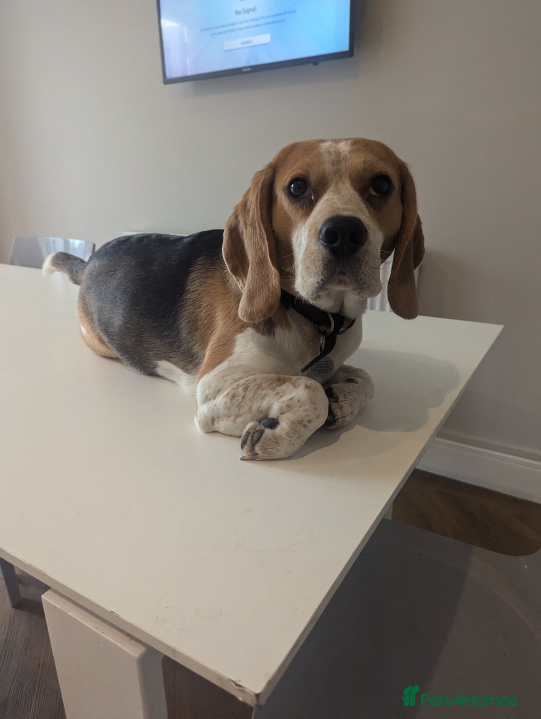 Beagle dogs for sale: Beagle boys for rehoming  - Image 5