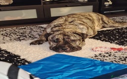 Presa Canario dogs for sale: Big softy Persa Canario for sale - Image 4