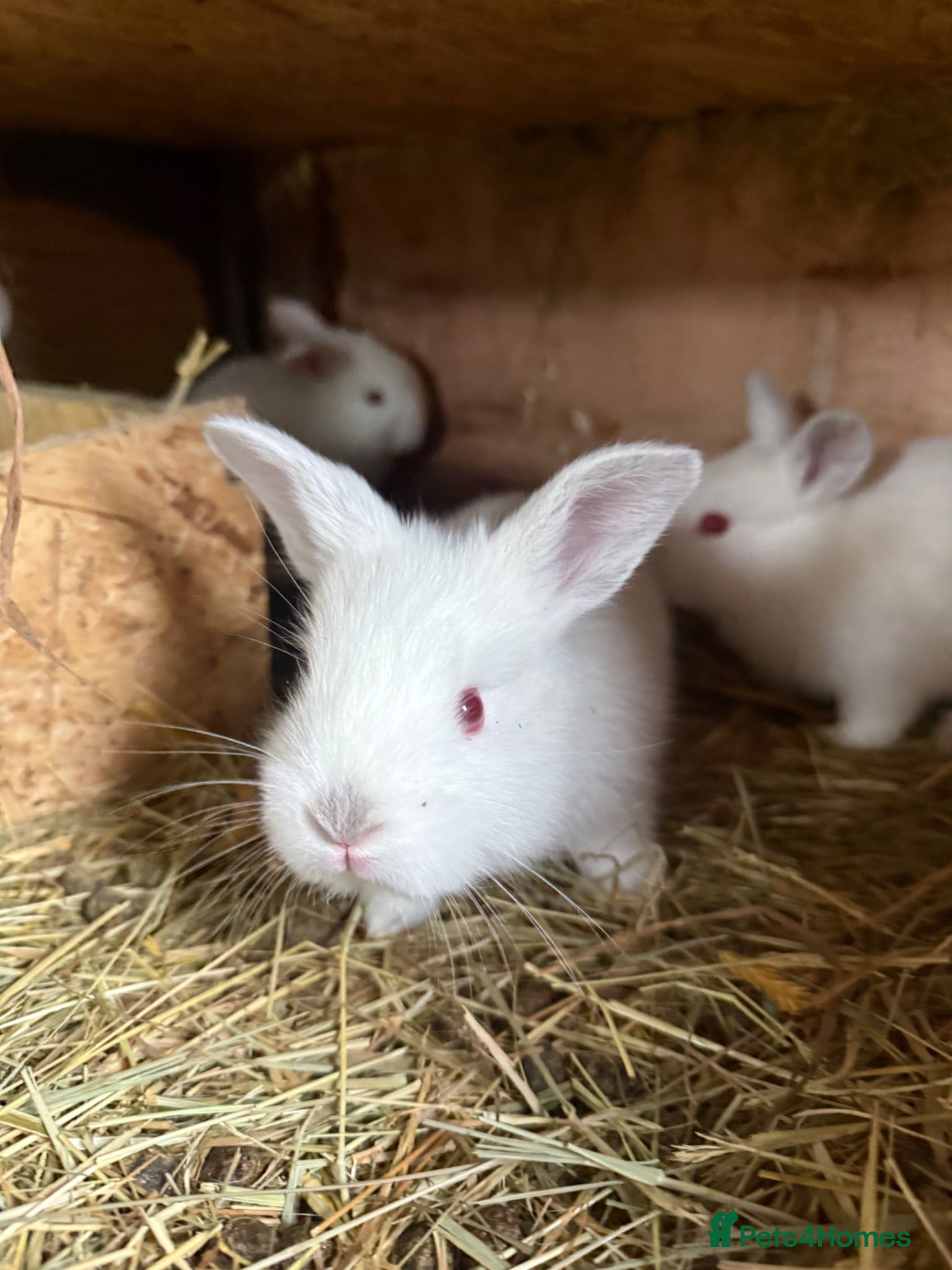 Californian rabbits Californian New Zealand baby rabbits small holding - Advert 12