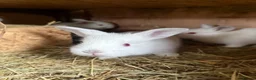Californian rabbits for sale: Californian New Zealand baby rabbits small holding in Northampton - Advert 1