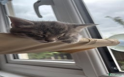 Mixed Breed cats for sale: Tabby girls kitten - Image 8