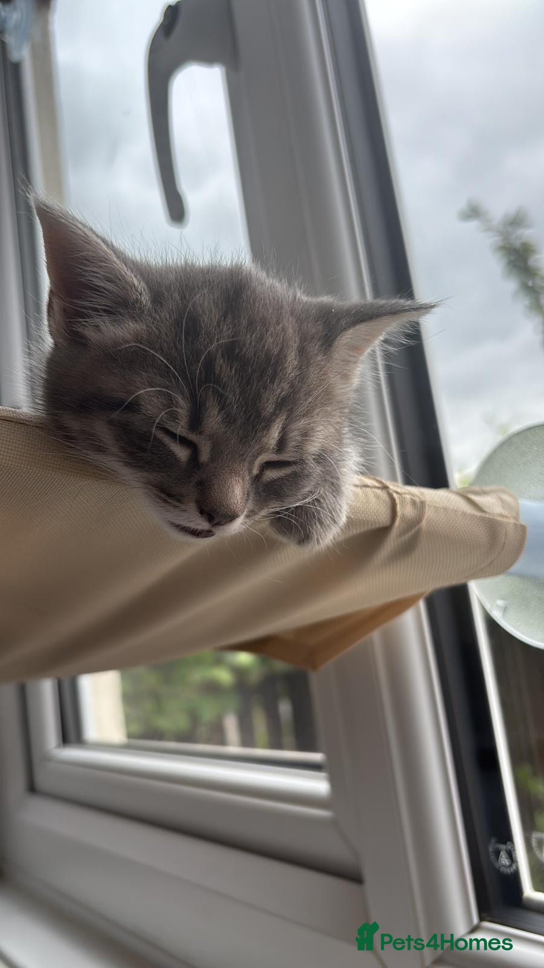 Mixed Breed cats for sale: Tabby girls kitten - Image 8