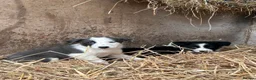 Border Collie dogs for sale: 7 collie puppies for sale  in Okehampton - Advert 20