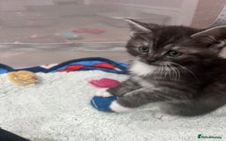 Persian cats for sale: 😻 x2 Male Chinchilla Persians 😻 - Image 10