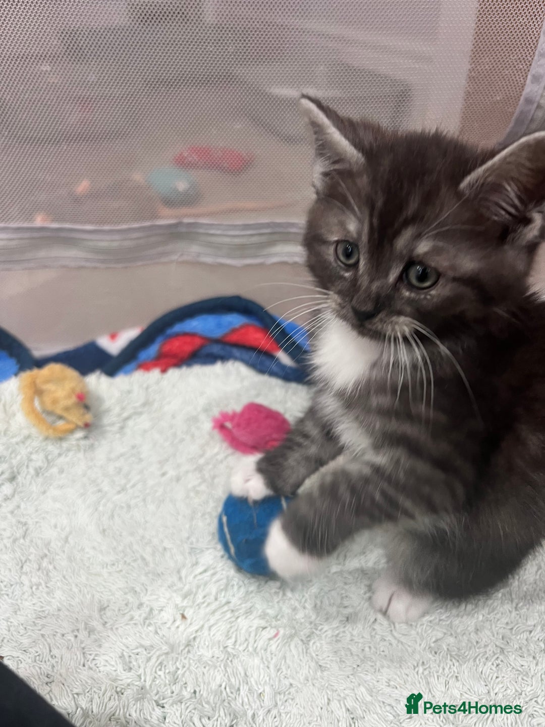 Persian cats for sale: 😻 x2 Male Chinchilla Persians 😻 - Image 10
