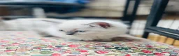 Ragdoll cats for sale: Beautiful ragdoll kittens blue and mitted - Advert 24
