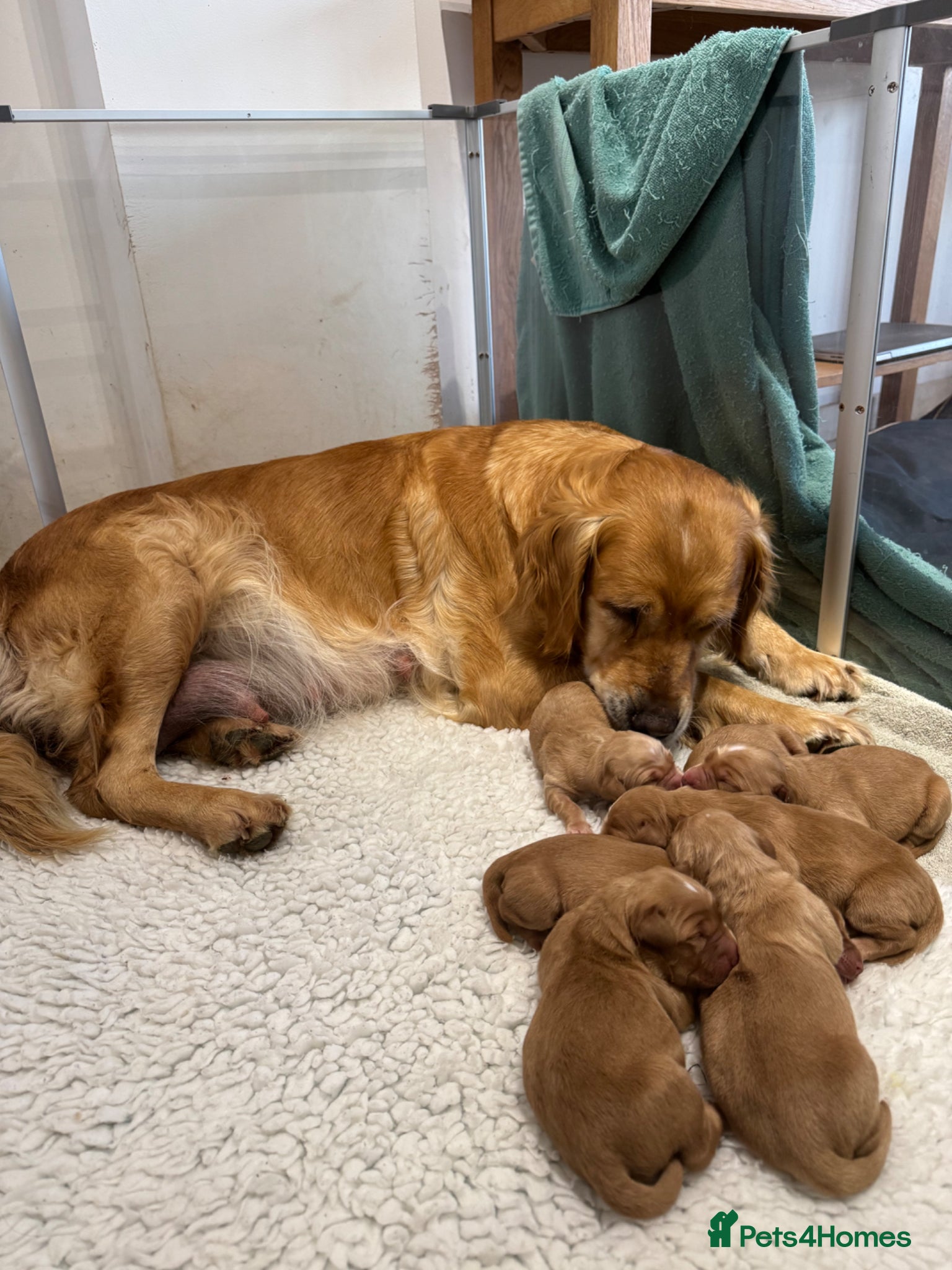 Golden Retriever dogs for sale: Beautiful, KC registered  Golden Retriever puppies - Advert 14