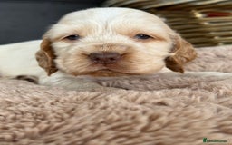 Cocker Spaniel dogs for sale: Show type cocker spaniels  - Image 23
