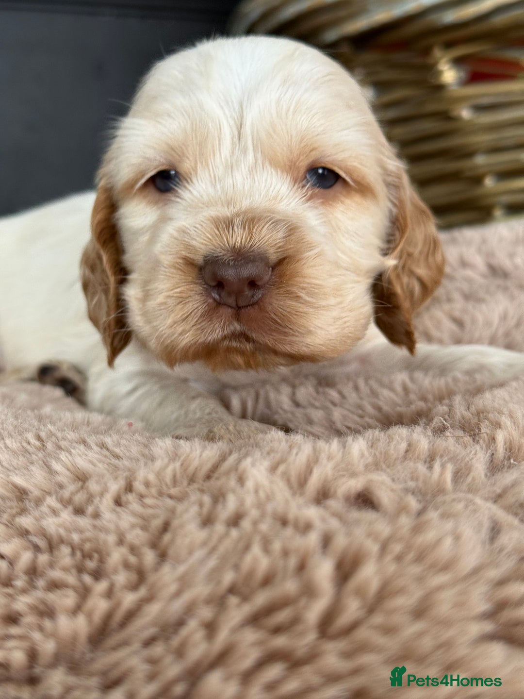 Cocker Spaniel dogs for sale: Show type cocker spaniels  - Image 23