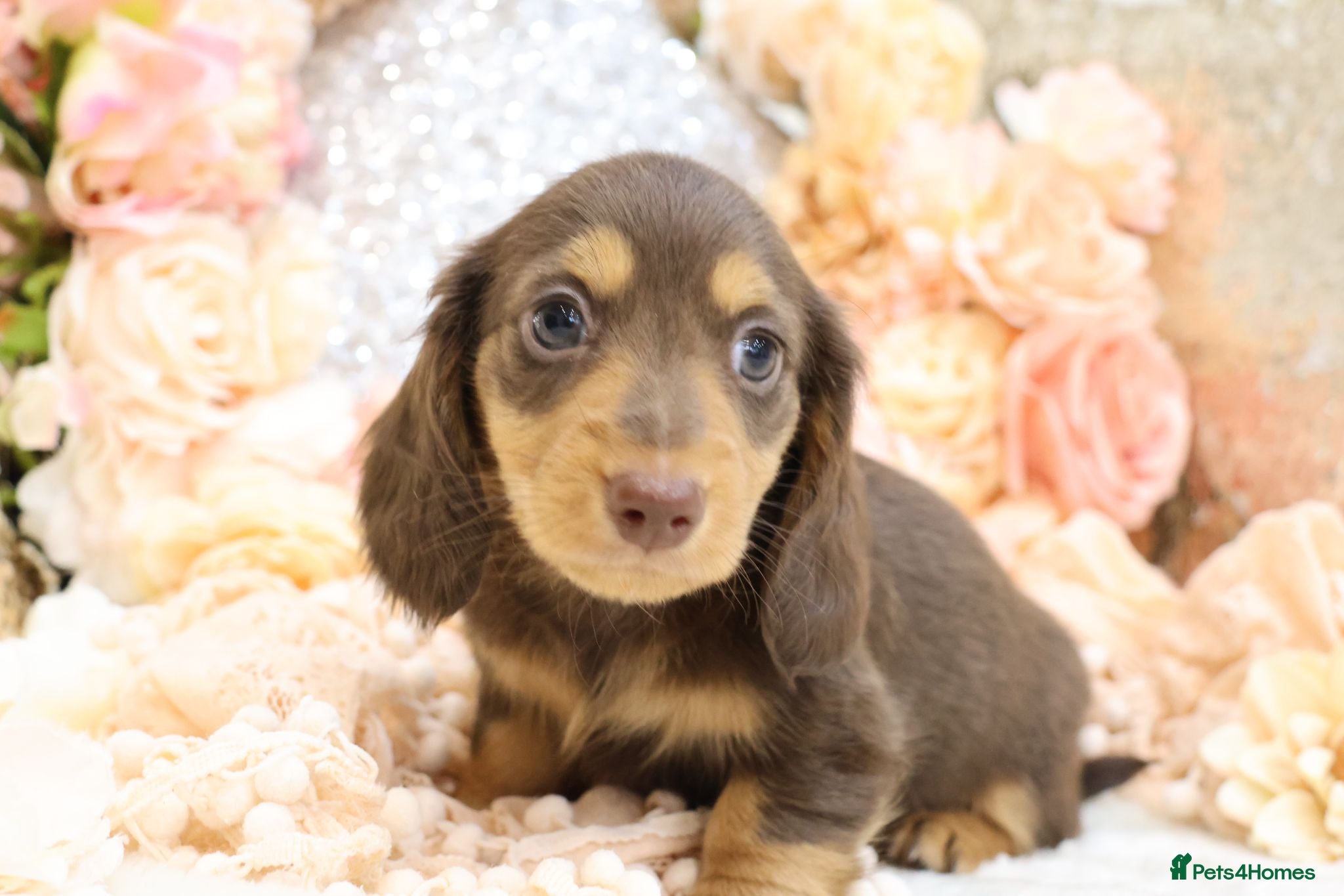 Miniature Dachshund dogs KC Longhair Miniature Dachshunds - Advert 2