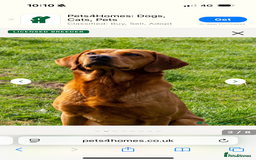 Labrador Retriever dogs for sale: Red Labrador puppies  - Image 15