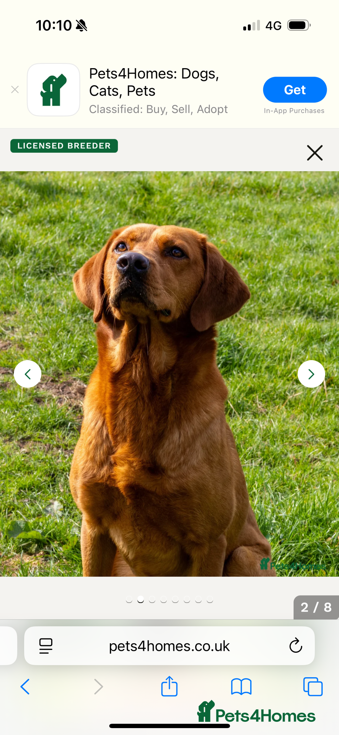 Labrador Retriever dogs for sale: Red Labrador puppies  - Image 15