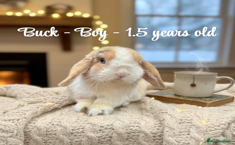 Mini Lop rabbits - Advert 9
