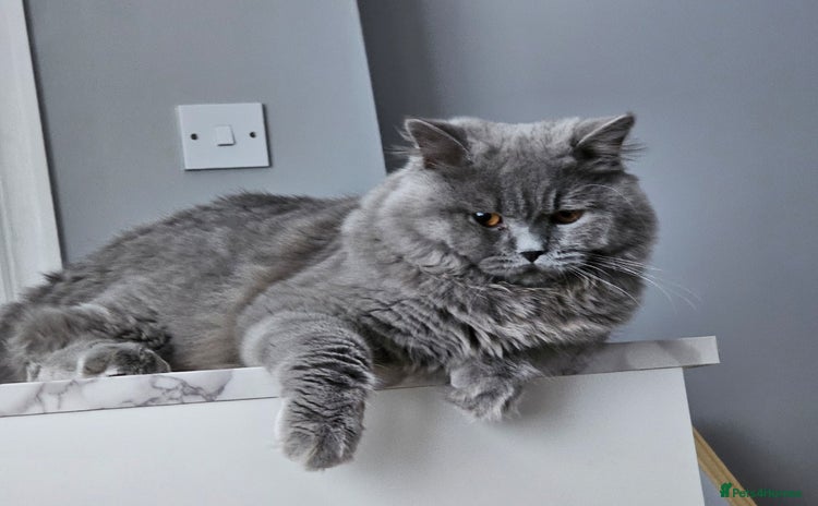 Brazilian Shorthair cats - Advert 8