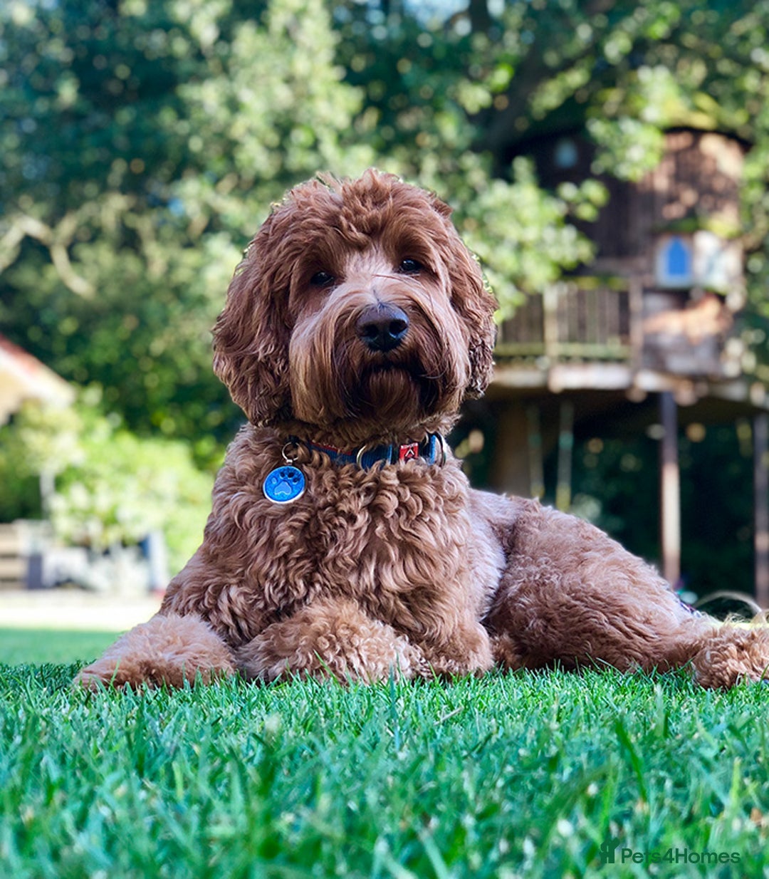 Australian Labradoodle dogs for sale: WAITING LIST FOR PUPPIES – NOW OPEN - Advert 5