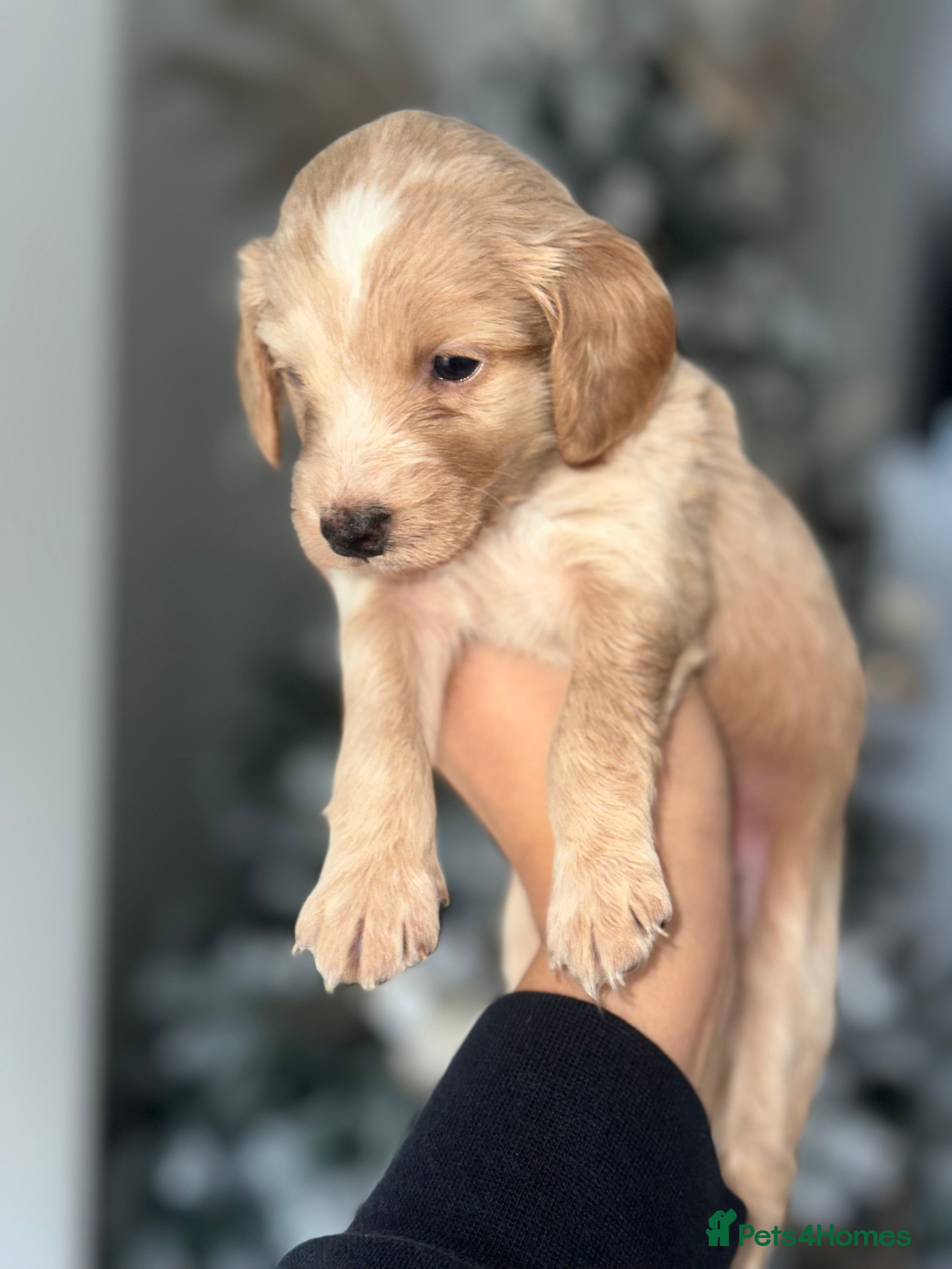 Cockapoo dogs F2B Cockapoo / chocolate merle & Apricot - Advert 9