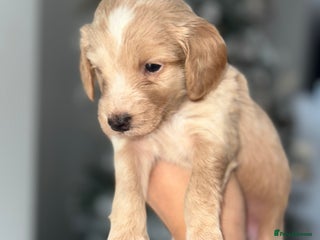 Cockapoo dogs F2B Cockapoo / chocolate merle & Apricot - Advert 8