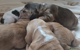 Cocker Spaniel dogs for sale: Show type Cocker Spaniels - Advert 1