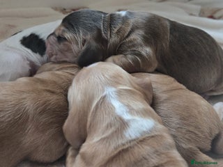 Cocker Spaniel dogs Show type Cocker Spaniels - Advert 9