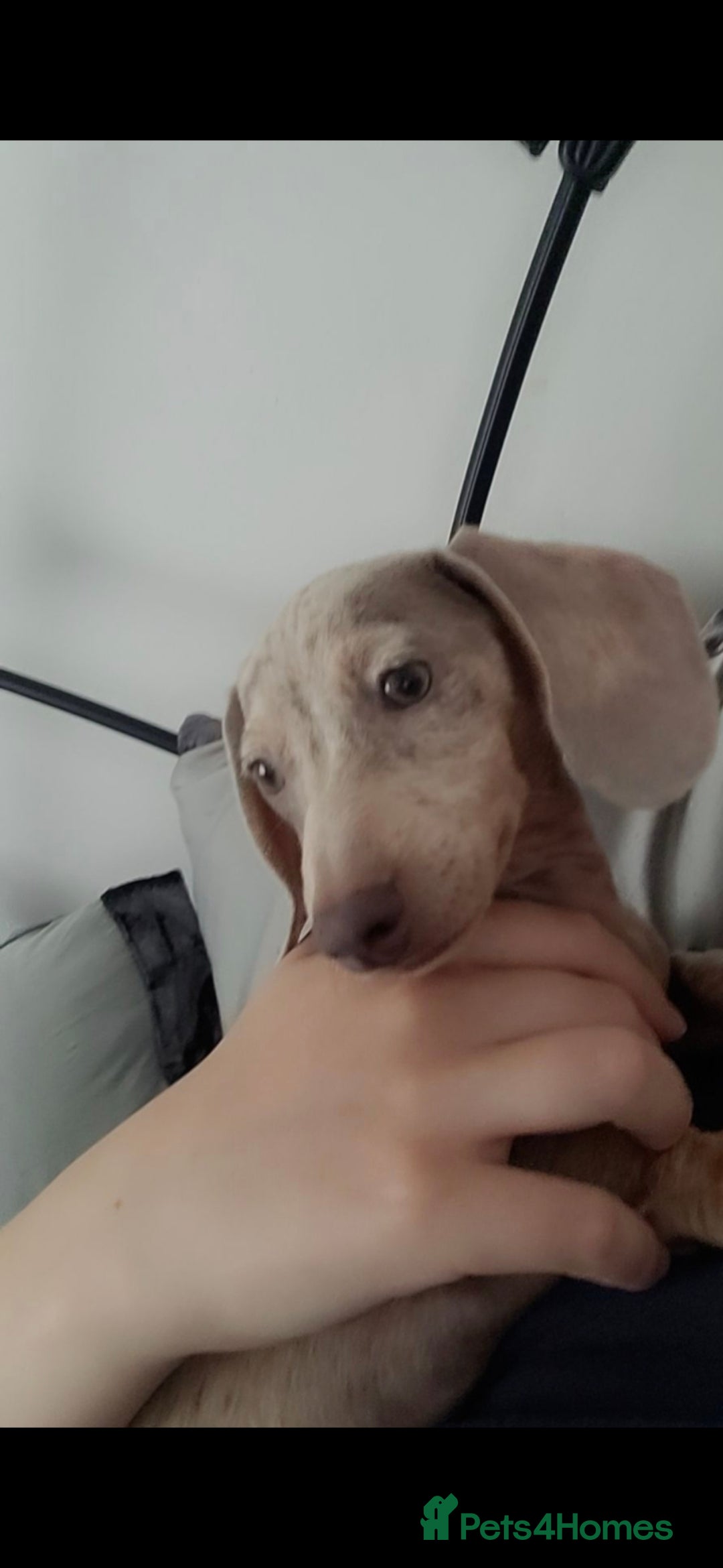 Miniature Dachshund dogs for sale: loving and plaful minitur daschound - Image 2