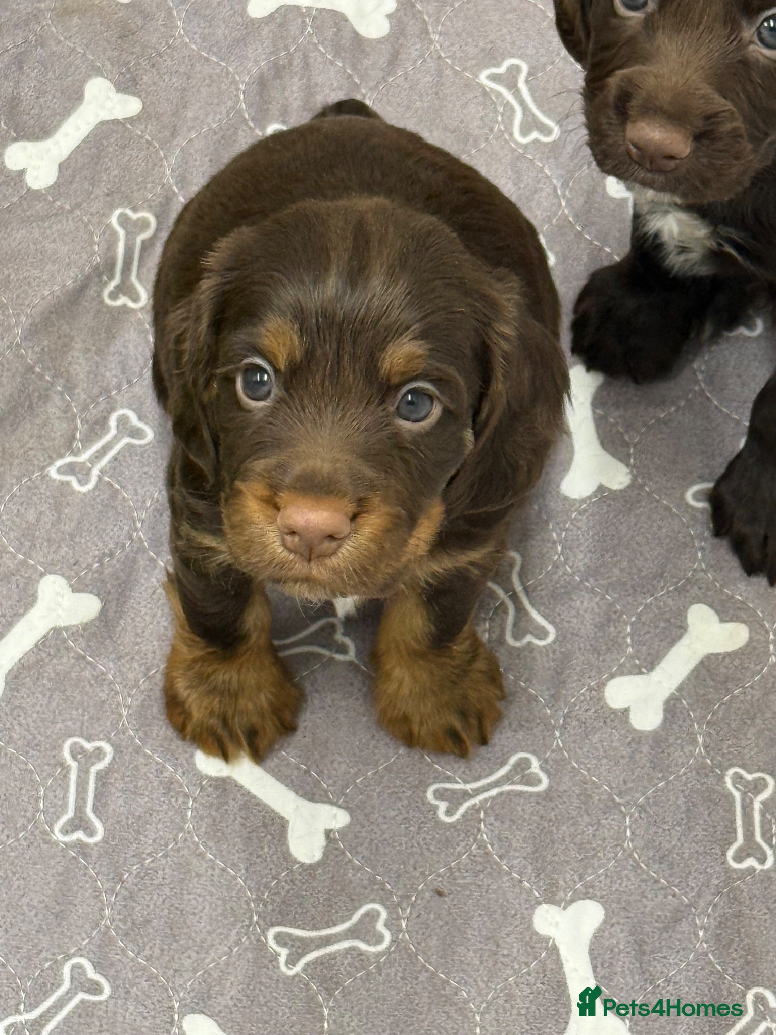 Cocker Spaniel dogs Working cocker Spainel puppies  - Advert 1