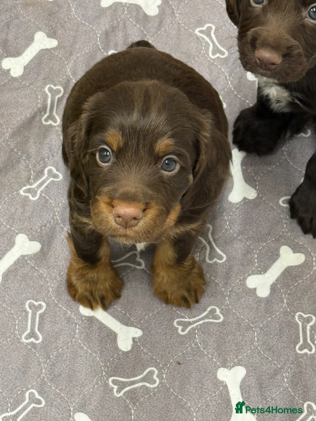 Cocker Spaniel dogs for sale: Working cocker Spainel puppies  - Advert 1