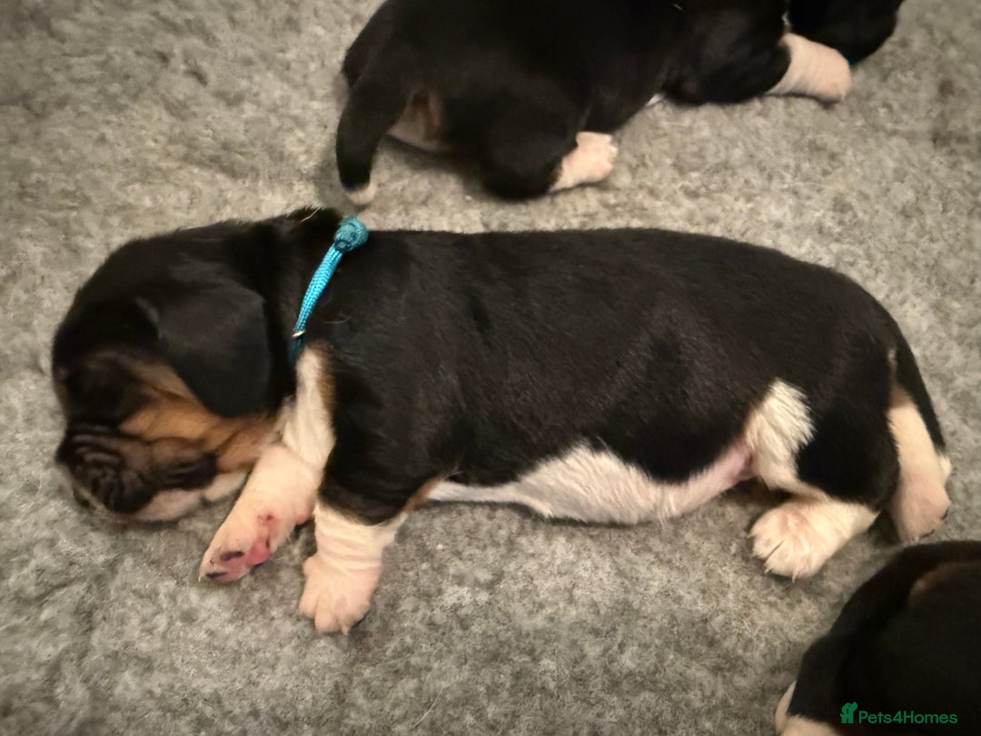 Basset Hound dogs for sale: Beautiful Basset Hound Puppies - Image 9