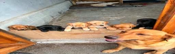 Labrador Retriever dogs for sale: Puppies  - Advert 5
