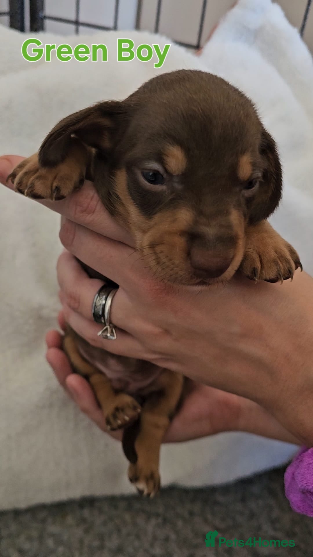 Miniature Dachshund dogs for sale: 4 week old Miniature Dachshunds - Image 32