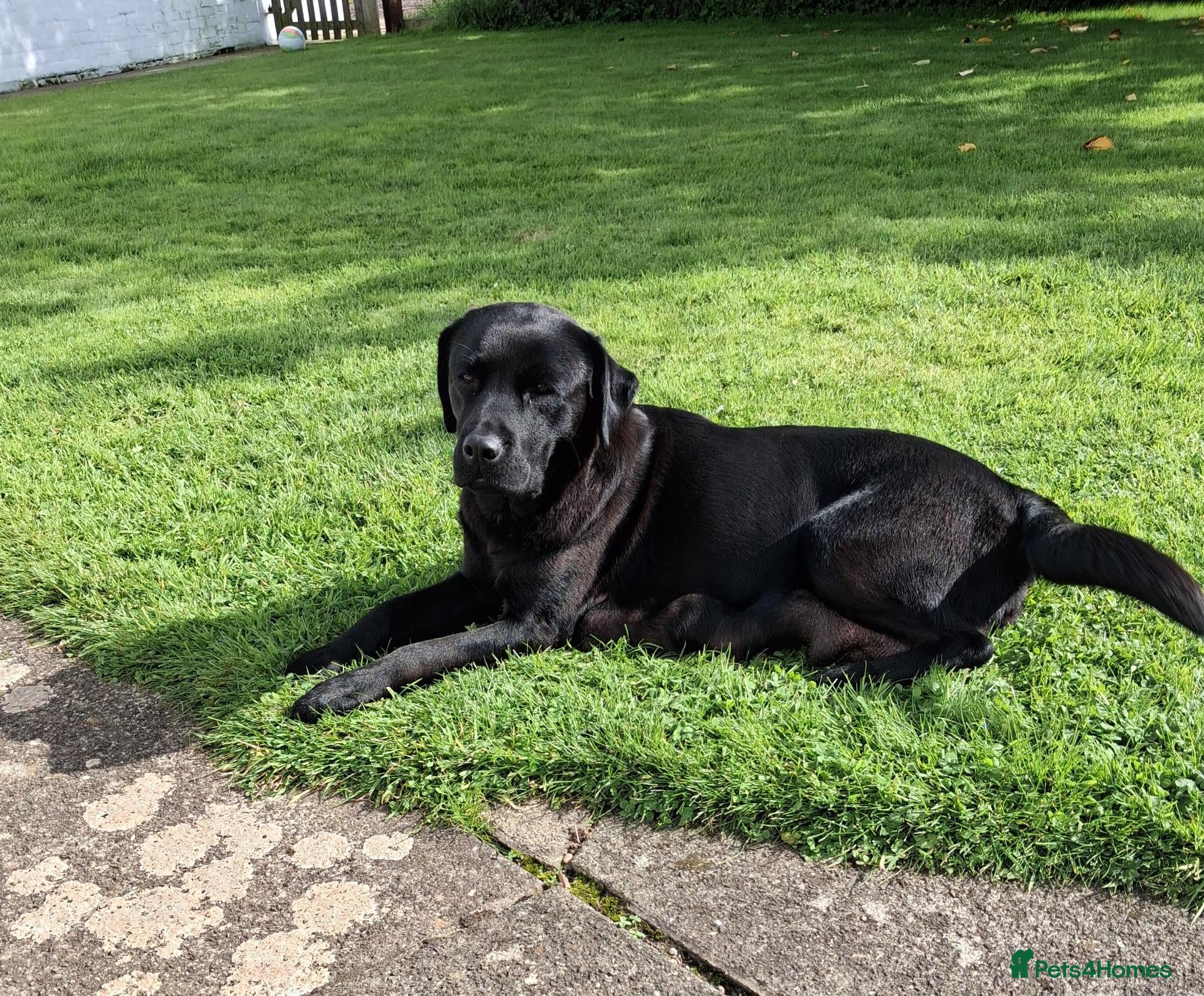 Labrador Retriever dogs Black Labrador Pup - Advert 2