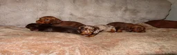 Miniature Dachshund dogs for sale: Long Haired Mini Dachshunds 🐶 - Advert 10