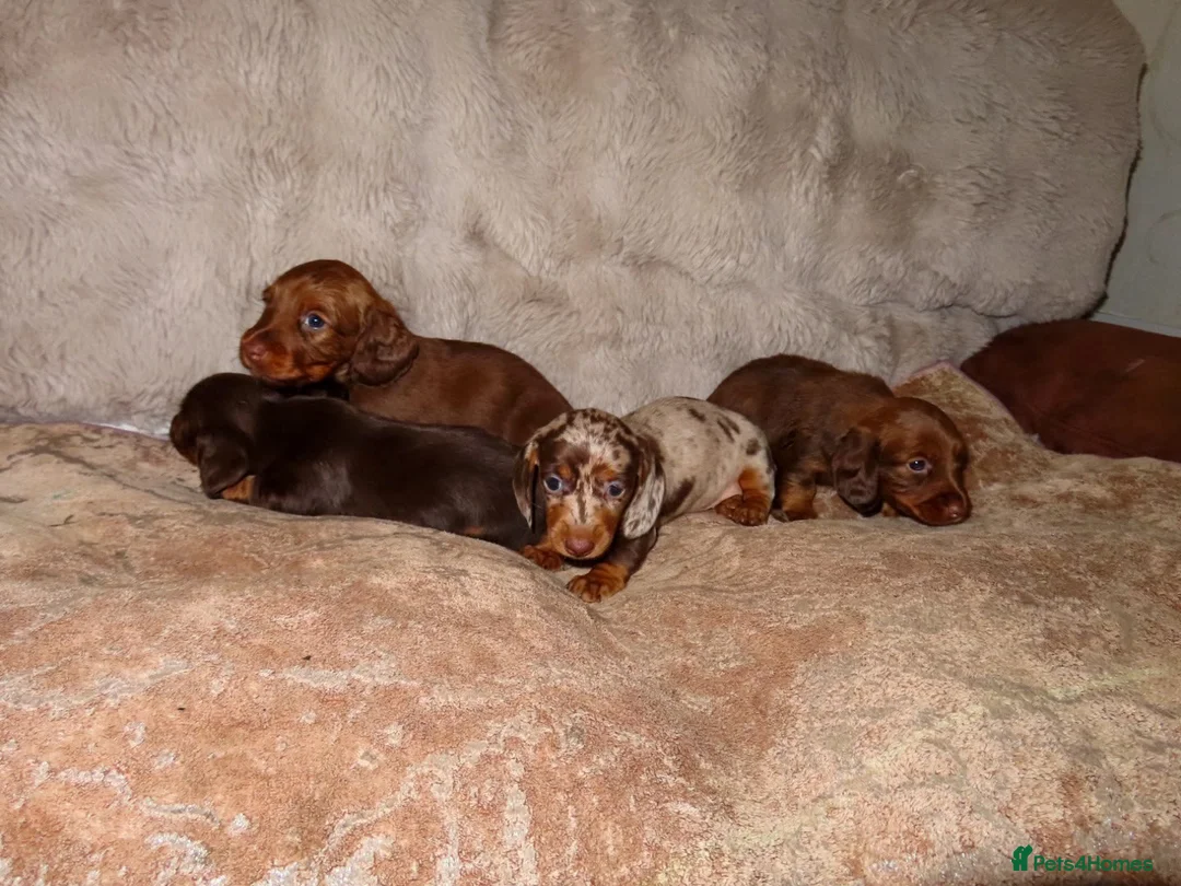 Miniature Dachshund dogs for sale: Long Haired Mini Dachshunds 🐶 - Advert 10