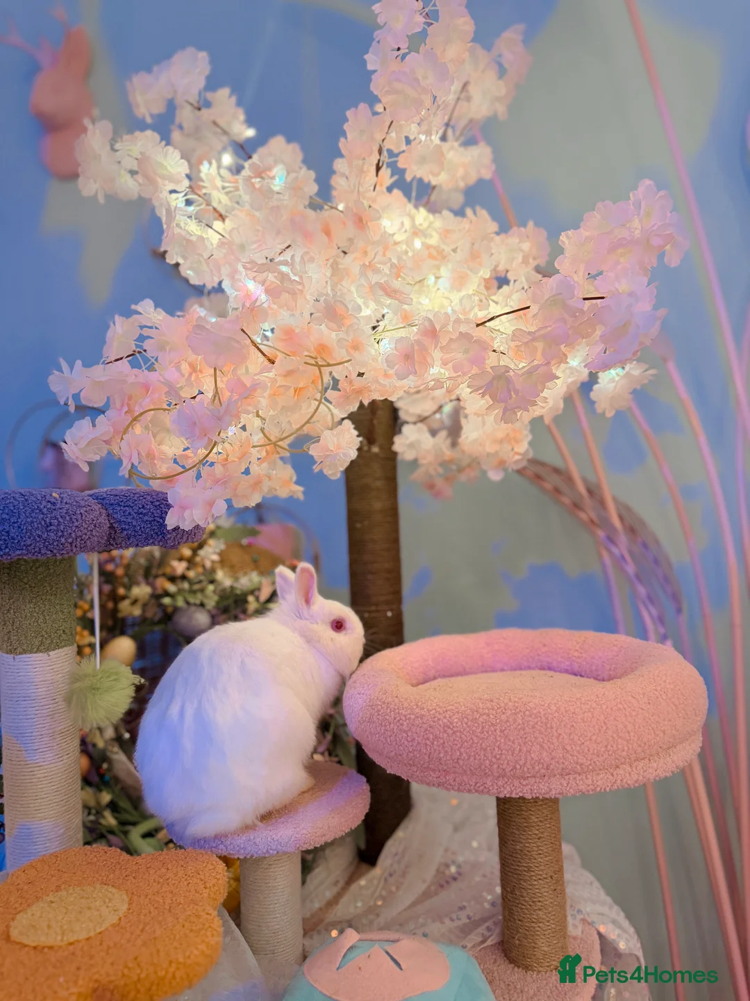 Netherland Dwarf rabbits for sale: Urgent rehoming. Young Netherland dwarf+ mini lop - Advert 10