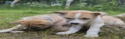 Mixed Breed dogs for sale: Beautiful Staffy x Husky Pups - Advert 6