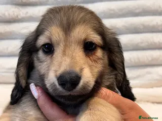 Miniature Dachshund dogs Beautiful Long Haired Miniature Dachshund Puppies - Advert 6