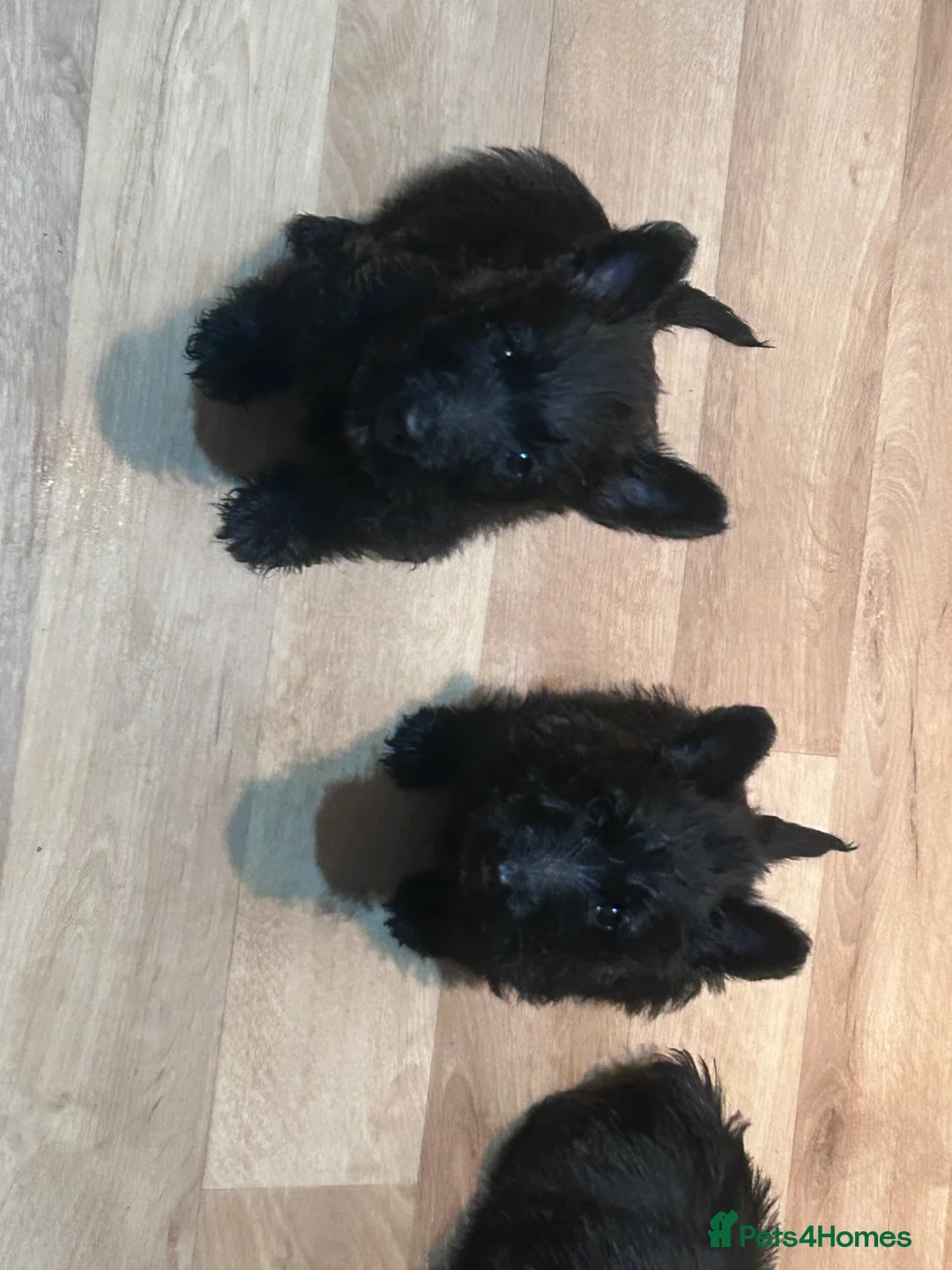 Scottish Terrier dogs for sale: Scottie Bitch in Chatteris - Advert 2