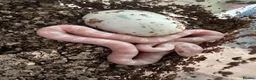 Corn Snake reptiles for sale: Corn snakes cb26 and cb25 available  - Advert 1