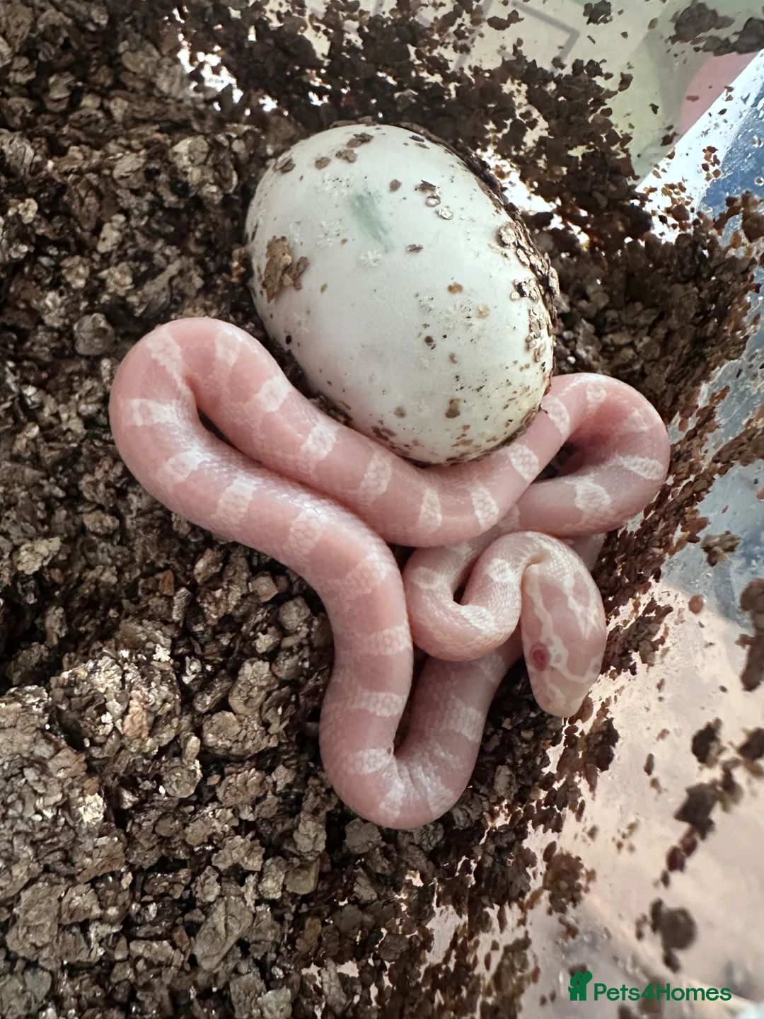 Corn Snake reptiles for sale: Corn snakes cb26 and cb25 available  - Advert 1