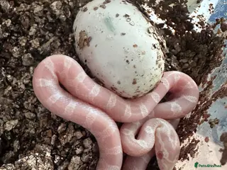 Corn Snake reptiles Corn snakes cb26 and cb25 available - Advert 1