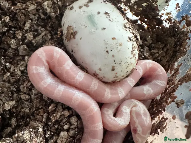 Corn Snake reptiles Corn snakes cb26 babies - Advert 1